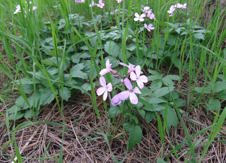 Image of Cardamine quinquefolia specimen.