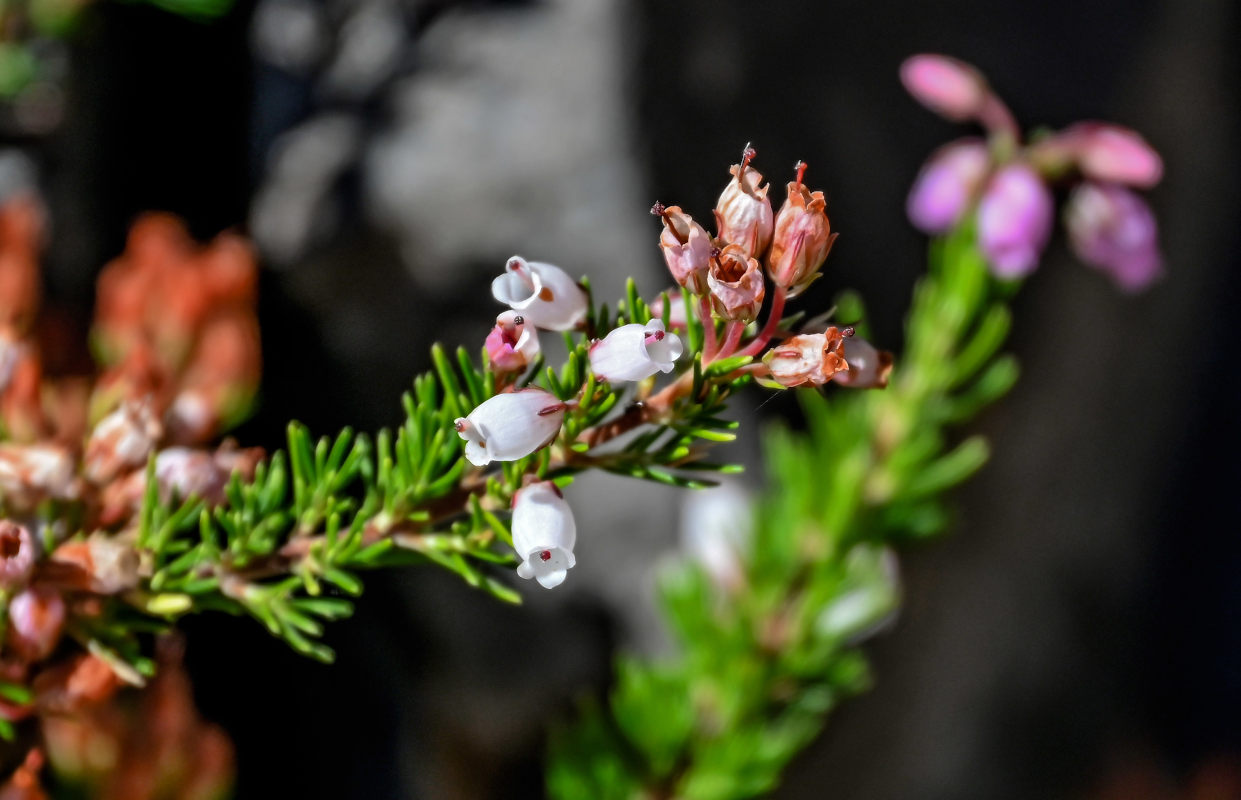 Image of Erica maderensis specimen.