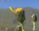 род Hieracium. Верхушка побега с соцветием. Кабардино-Балкария, Черекский р-н, окр. с. Бабугент, северо-восточный склон горы Чегетджара, ≈ 2800 м н.у.м., альпийский луг. 28.07.2025.