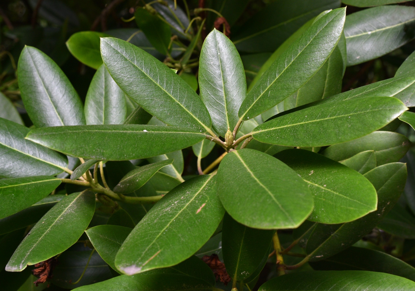 Image of Rhododendron fortunei specimen.