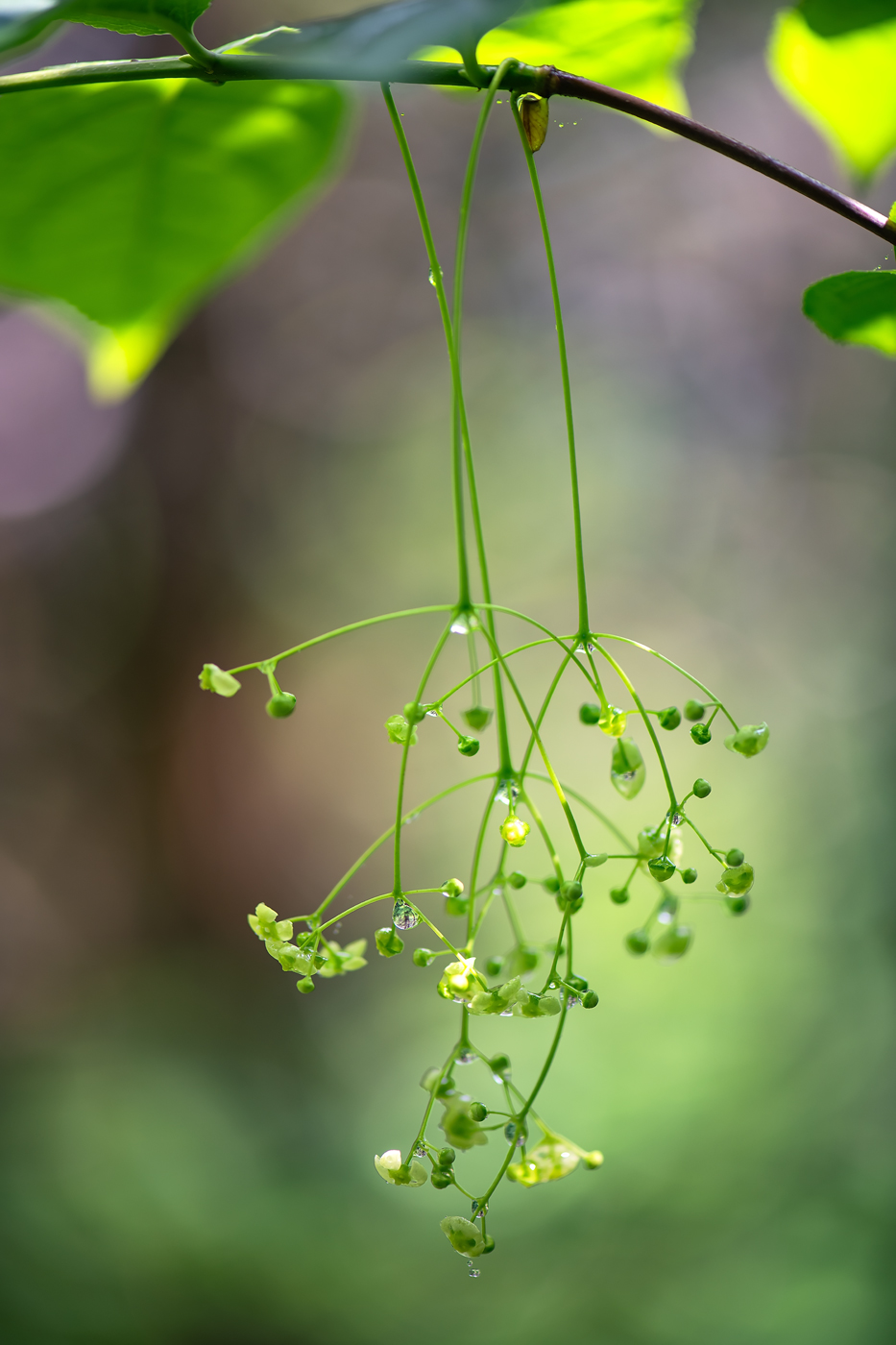 Изображение особи Euonymus macropterus.