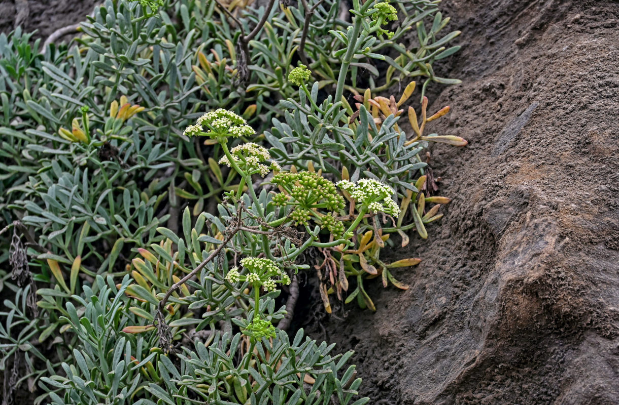 Изображение особи Crithmum maritimum.