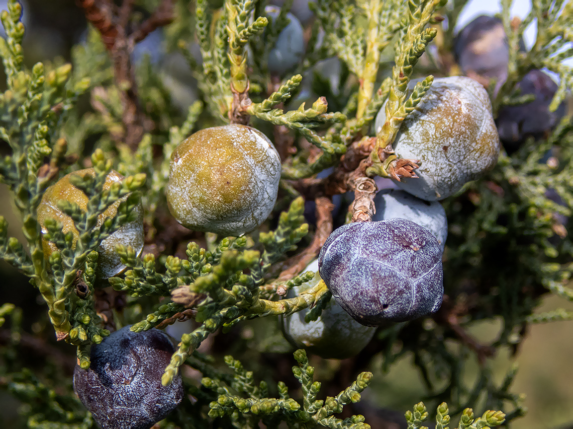 Изображение особи Juniperus excelsa.