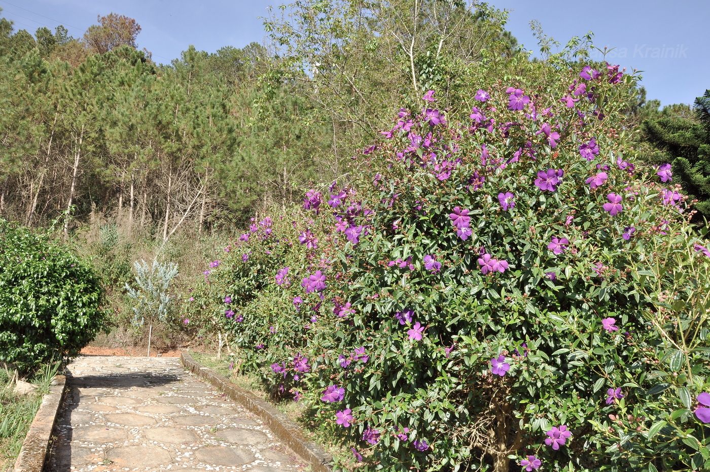 Изображение особи Pleroma semidecandrum.