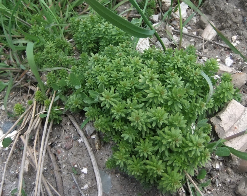 Изображение особи род Galium.