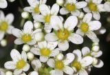 Saxifraga paniculata. Цветки. Томская обл., г. Томск, Сибирский ботанический сад Томского государственного университета, в культуре. 19.06.2024.