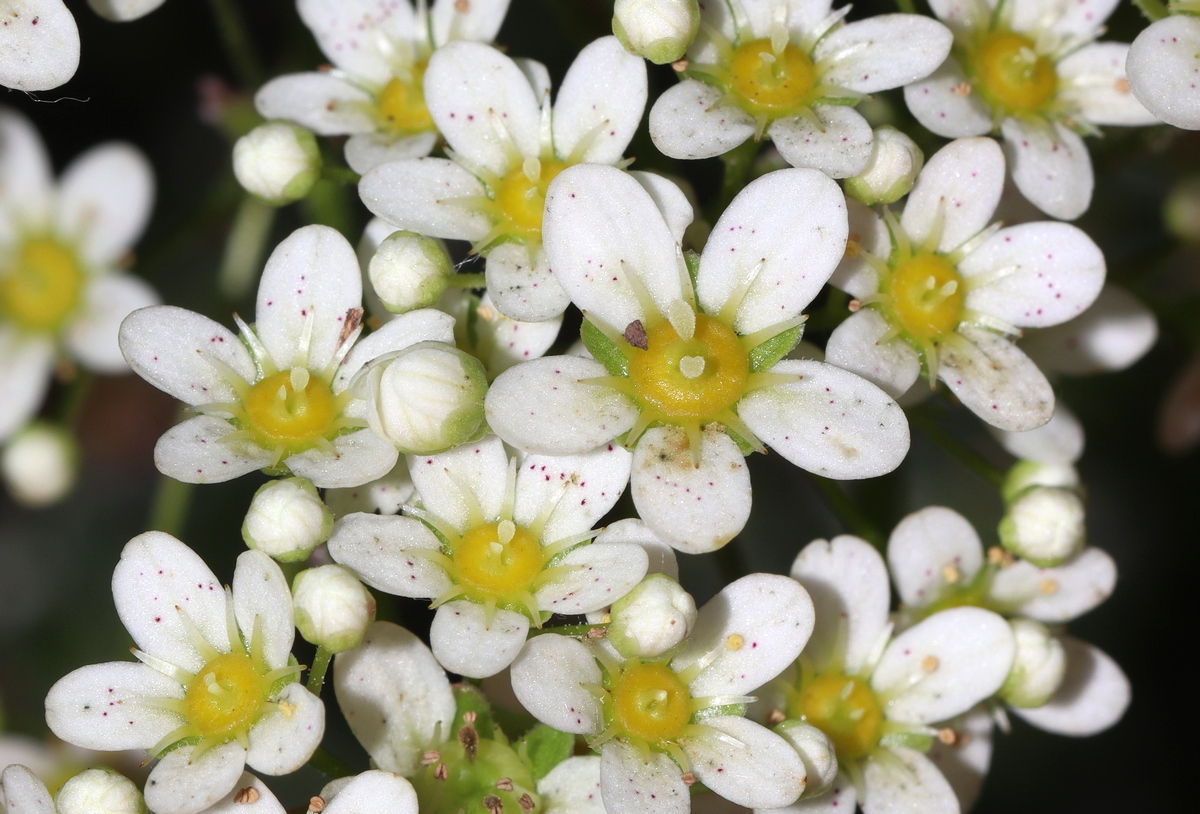 Изображение особи Saxifraga paniculata.