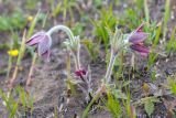 Pulsatilla cernua. Цветущее растение на месте гари. Приморский край, Хасанский р-н, п-ов Брюса, приморские луга. 03.05.2026.