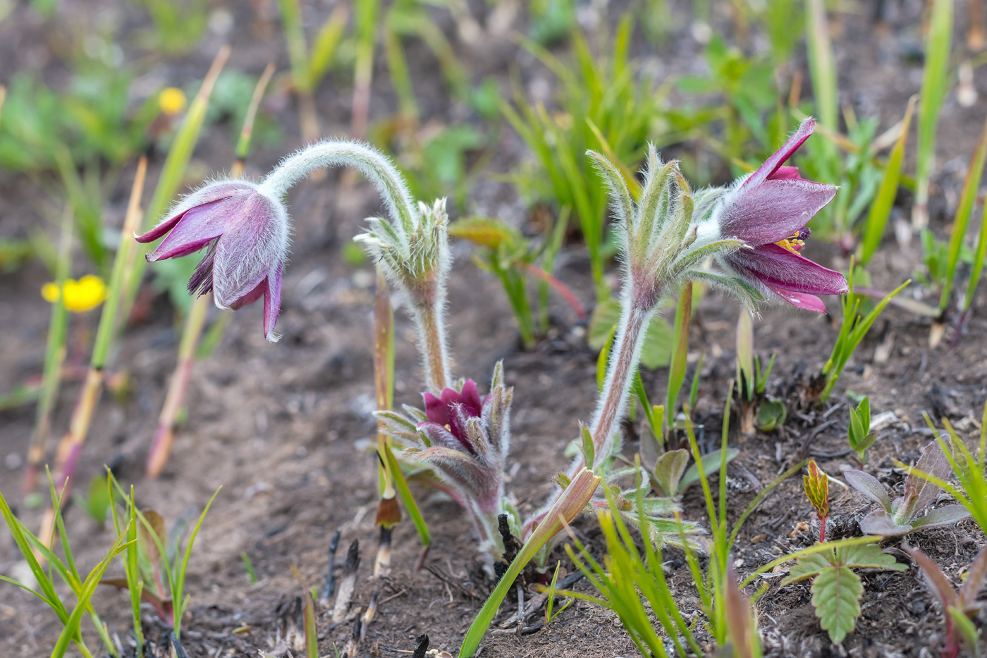 Image of Pulsatilla cernua specimen.