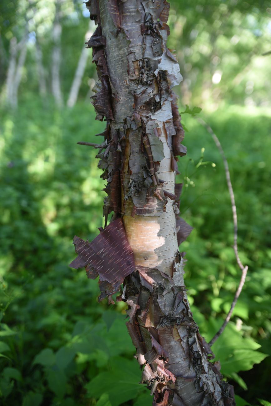 Изображение особи Betula raddeana.
