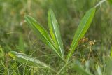 Lactuca serriola. Вегетирующее растение (справа - сухие соплодия Holosteum umbellatum). Ростовская обл., Белокалитвенский р-н, окр. хут. Титов, степь. 24.05.2026.