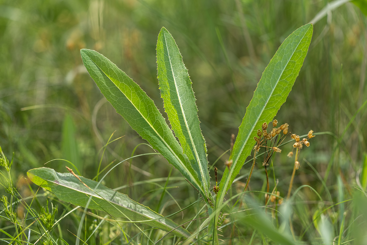 Image of Lactuca serriola specimen.