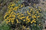 Helichrysum stoechas. Цветущие растения. Португалия, округ Бежа, окр. г. Карвальял, каменистый склон. 06.06.2026.