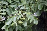 Juglans regia. Верхушка побега с плодами. Джалал-Абадская обл., Сузакский р-н, ЮЗ склон Ферганского хр., ур. Кара-Алма, окр. с. Кара-Алма; ≈ 1600 м н.у.м., орехово-плодовый лес. 13.07.2026.