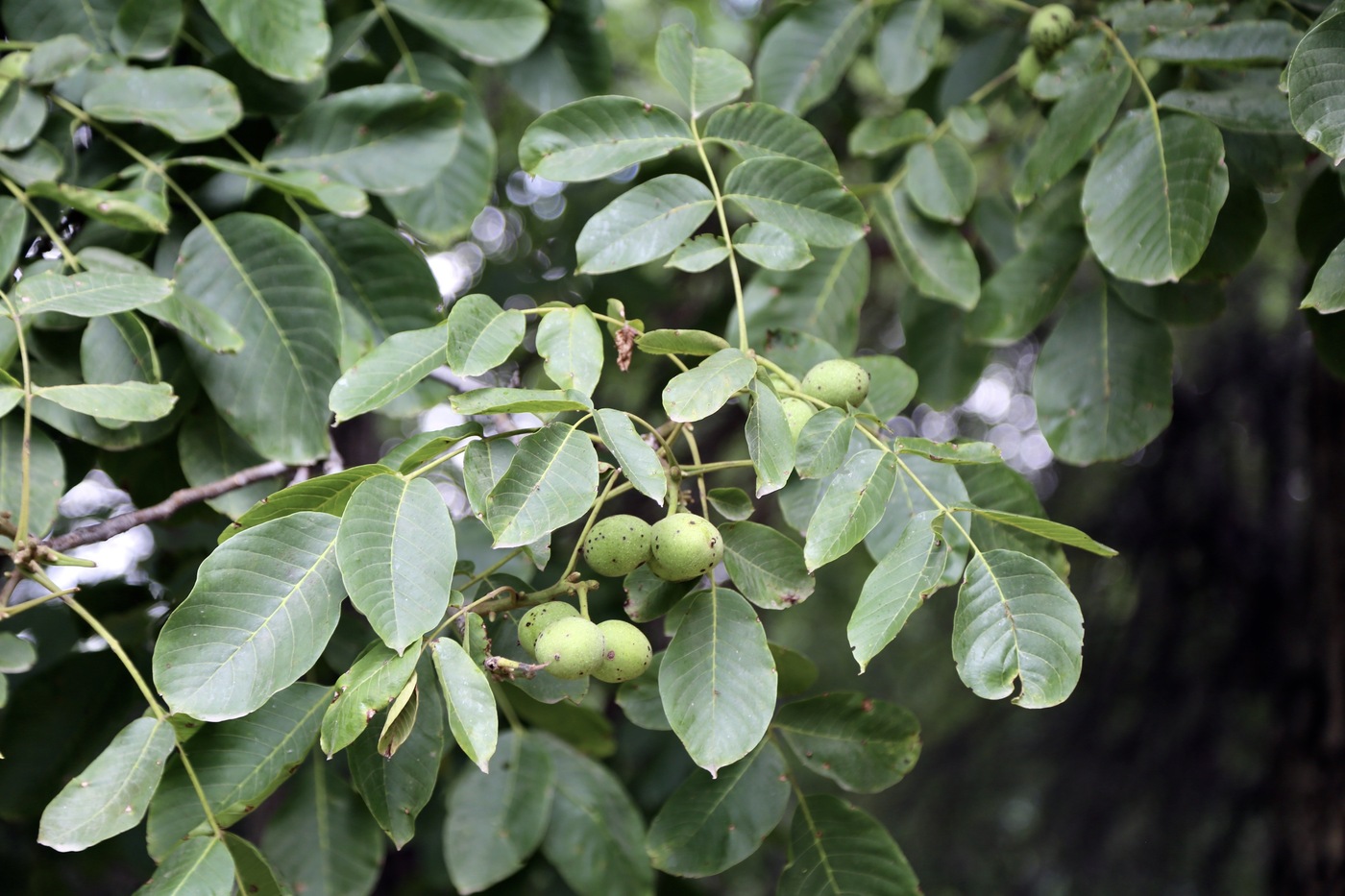 Image of Juglans regia specimen.
