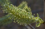 Salix myrsinifolia