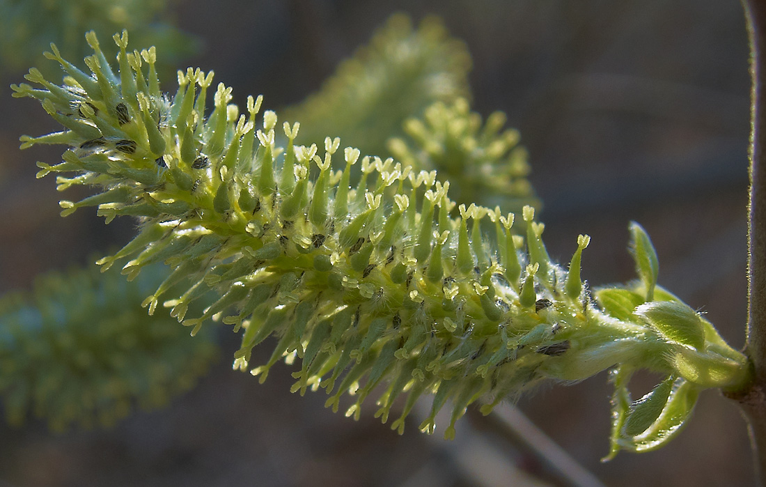 Image of Salix myrsinifolia specimen.