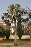 Bismarckia nobilis. Отцветшее мужское дерево. Израиль, Кирьят-Оно, уличное озеленение. 02.02.2026.