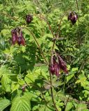 Aquilegia oxysepala