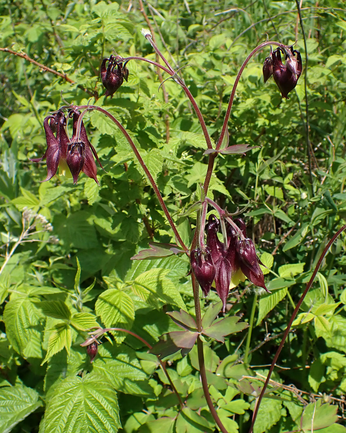 Изображение особи Aquilegia oxysepala.