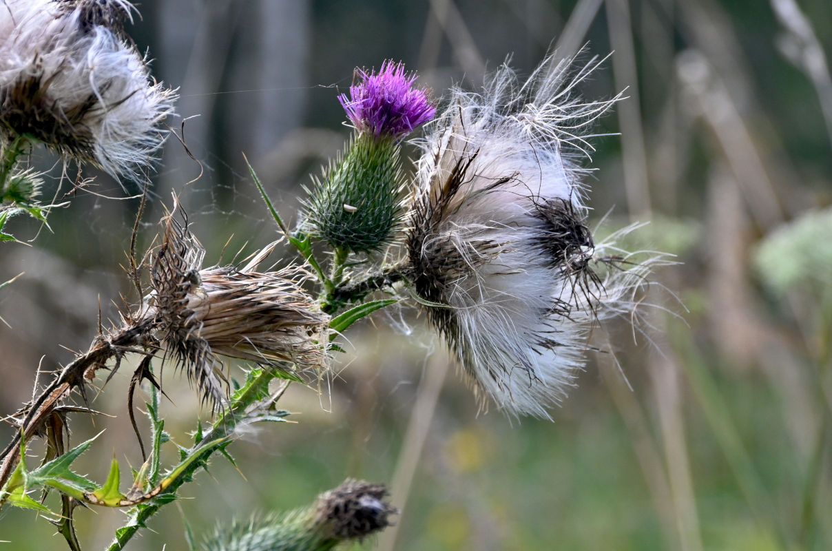 Изображение особи Cirsium vulgare.