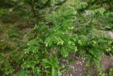 Abies balsamea. Веточка с молодыми побегами. Архангельская обл., о. Большой Соловецкий, Соловецкий ботанический сад. 09.06.2026.