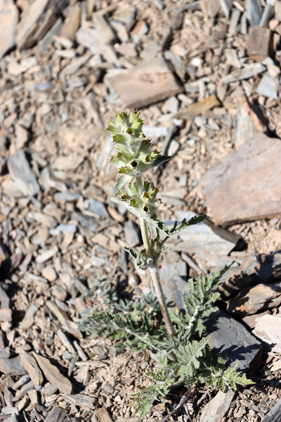 Image of Phlomoides labiosa specimen.