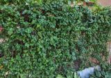 Lonicera japonica