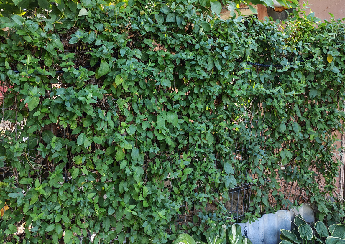 Изображение особи Lonicera japonica.