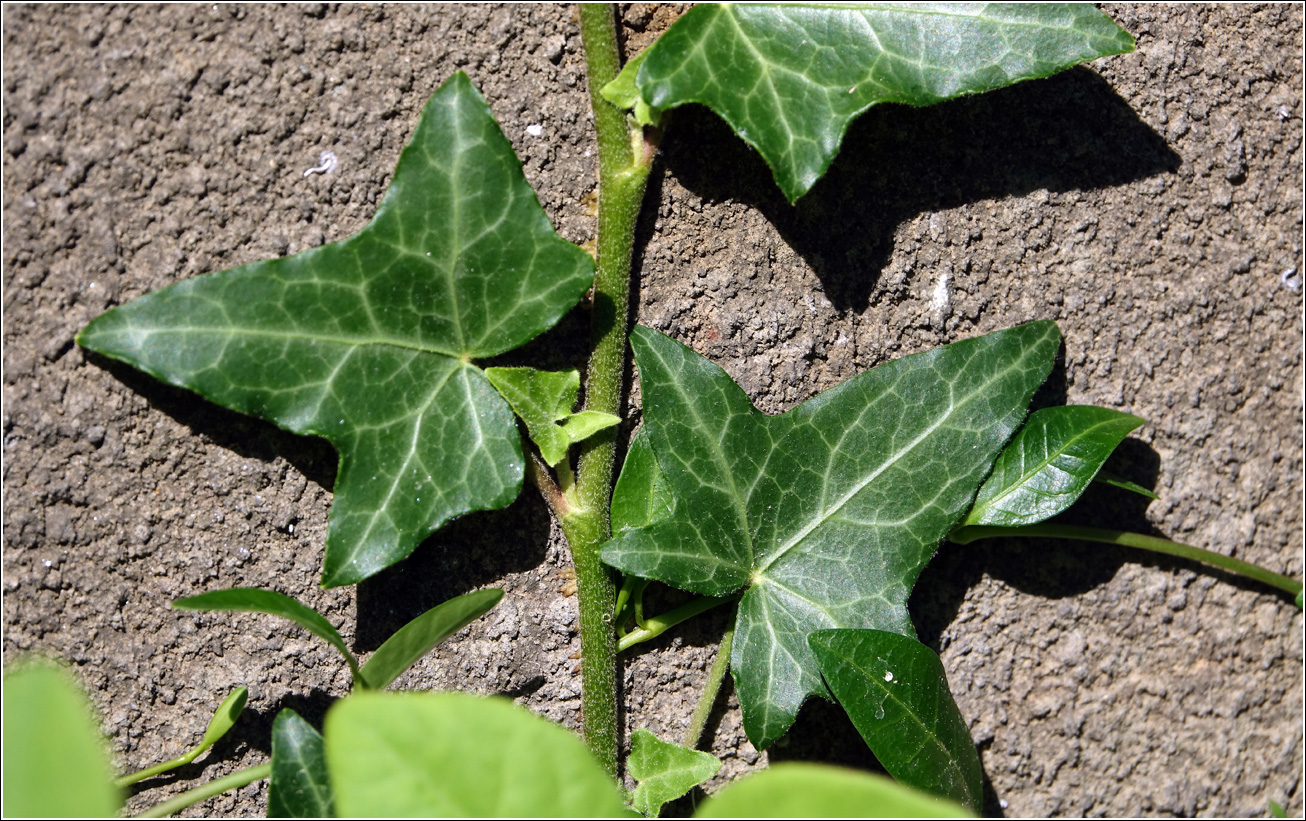 Image of Hedera helix specimen.