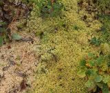 Sphagnum arcticum. Сфагновое пятно в разреженном заболоченном ивняке. Полярный Урал, дол. р. Большой Ханмей, надпойменная терраса. 15.08.2026.