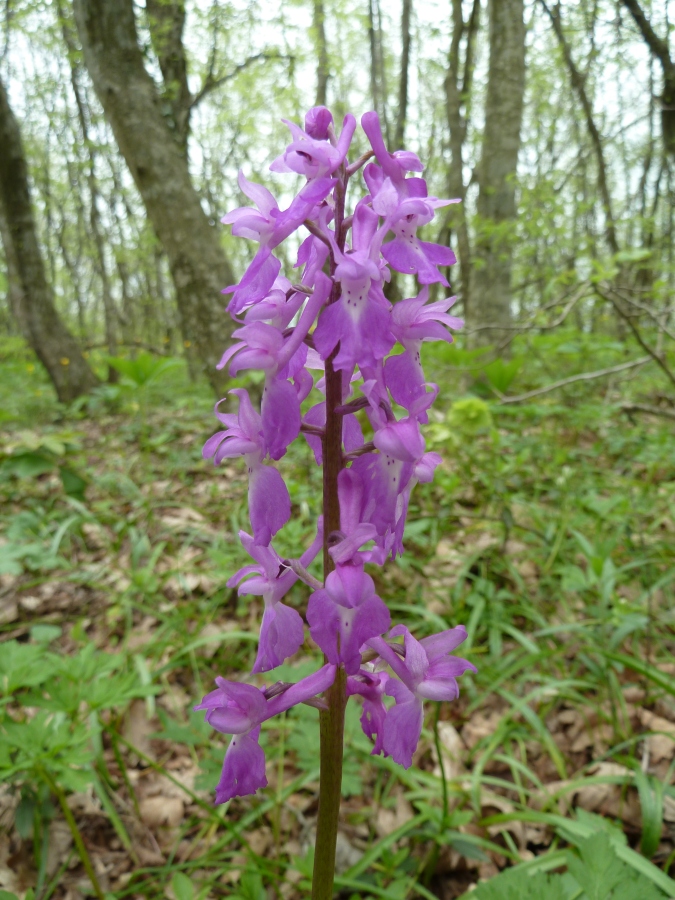 Image of Orchis mascula specimen.