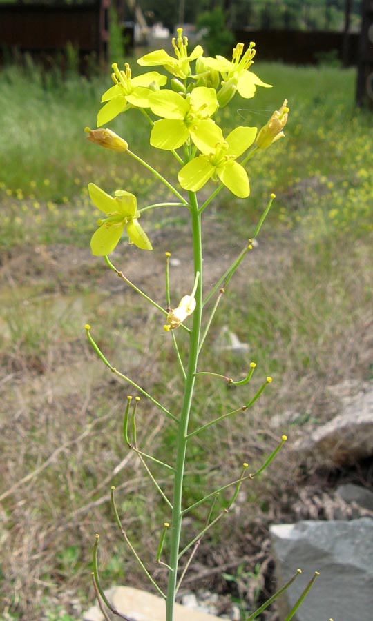 Image of Diplotaxis tenuifolia specimen.