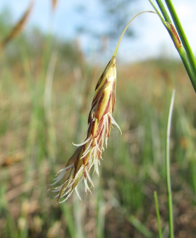 Изображение особи Carex limosa.