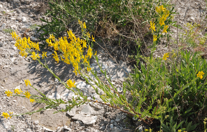 Изображение особи Genista tanaitica.