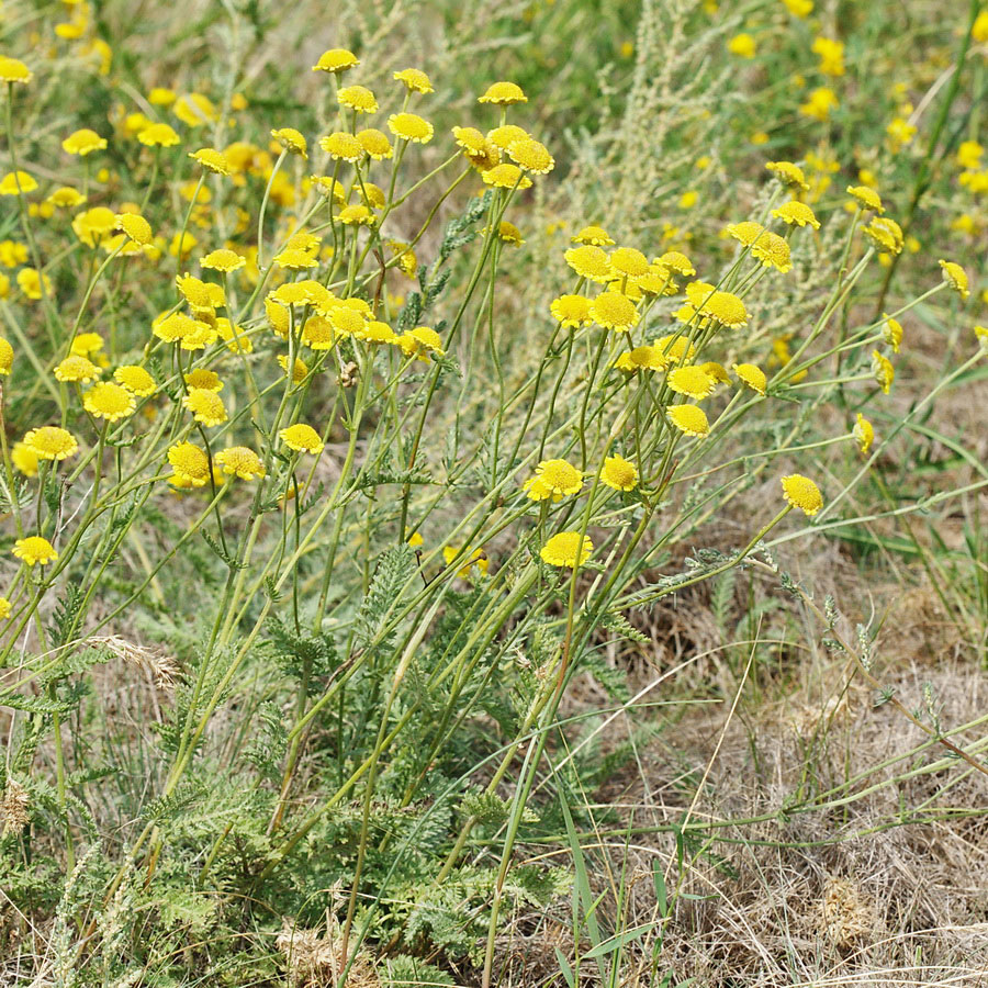 Image of Tanacetum millefolium specimen.