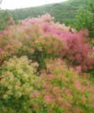 Cotinus coggygria