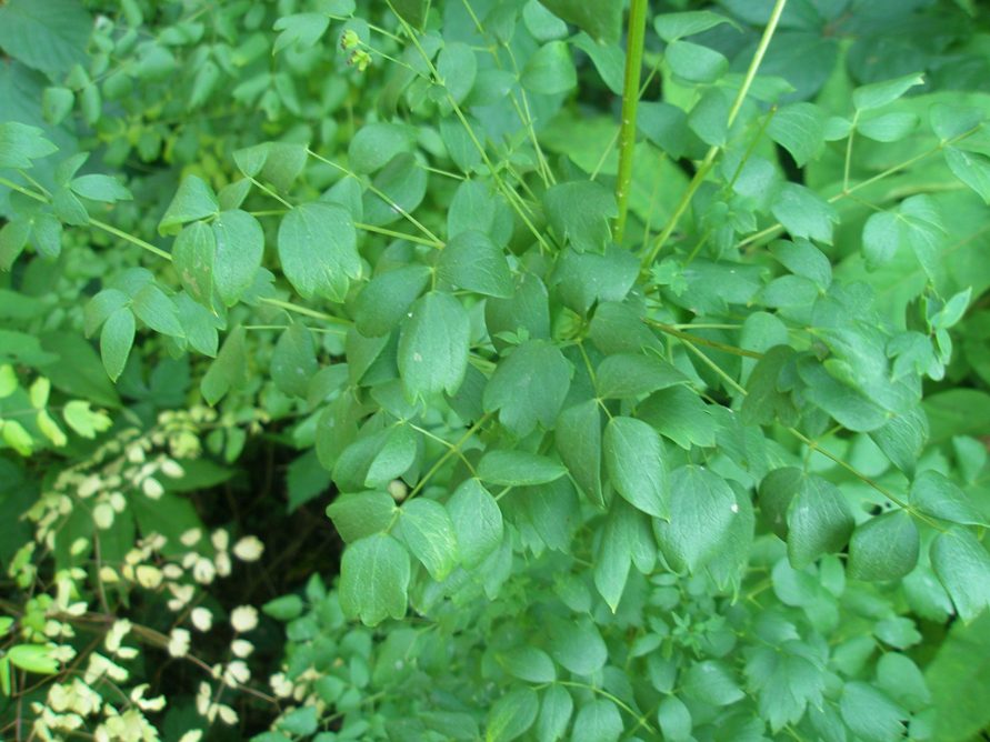 Изображение особи Thalictrum flavum.