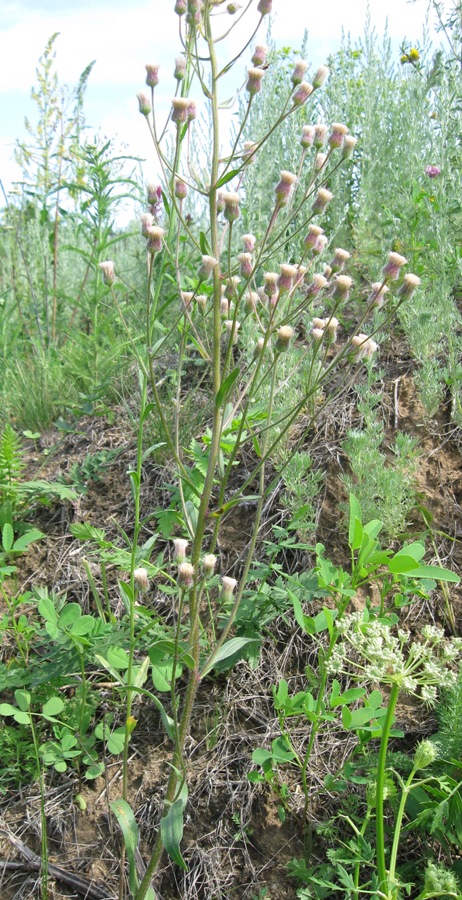 Изображение особи Erigeron acris.