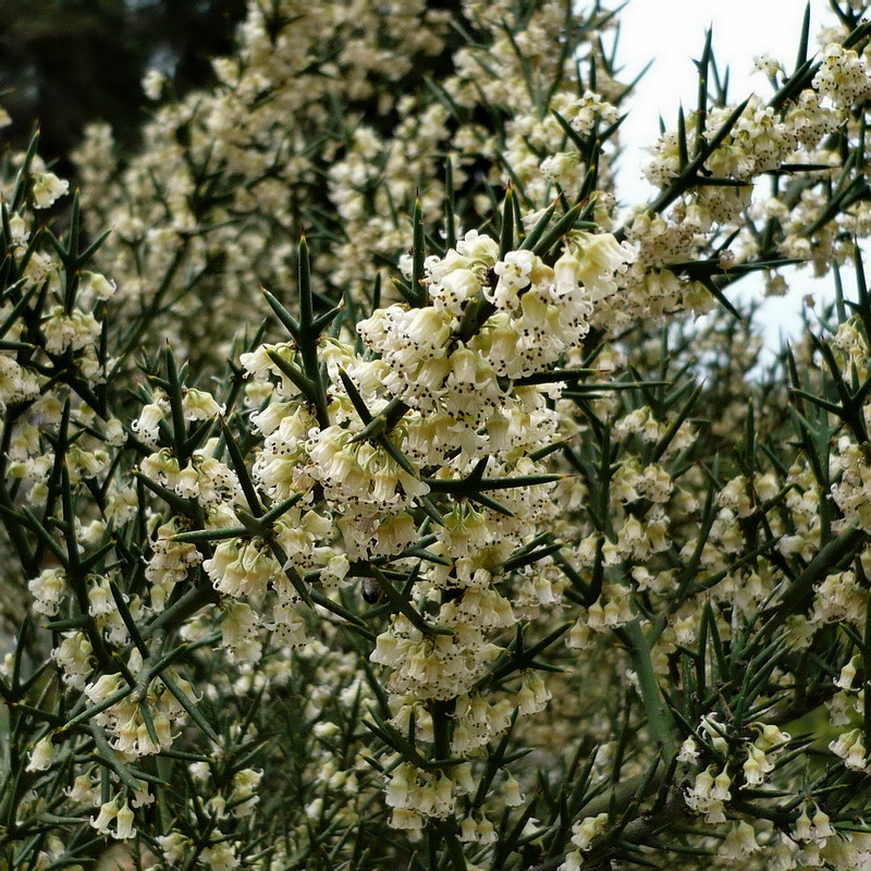 Image of Colletia spinosissima specimen.