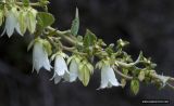 Campanula alliariifolia