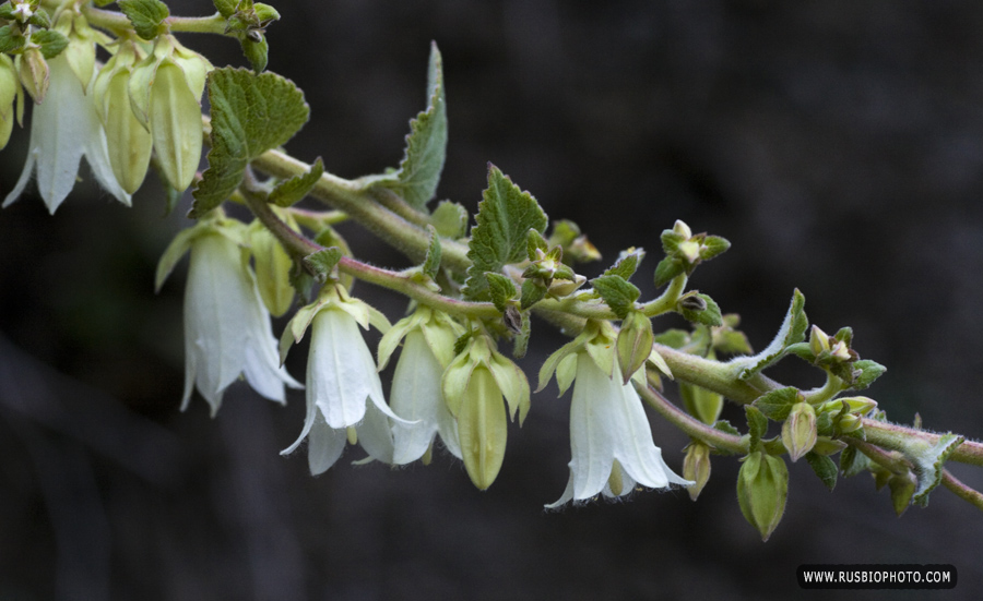 Изображение особи Campanula alliariifolia.