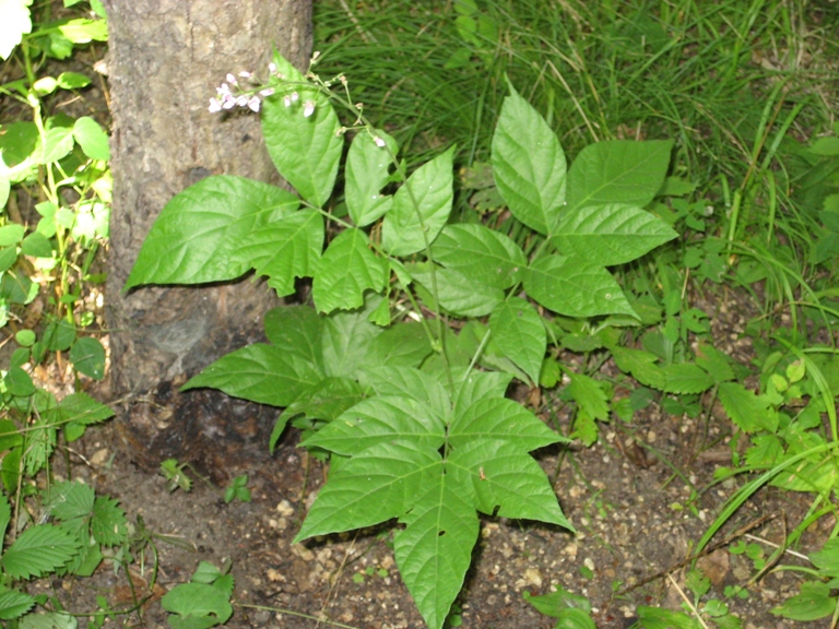 Image of Podocarpium oldhami specimen.