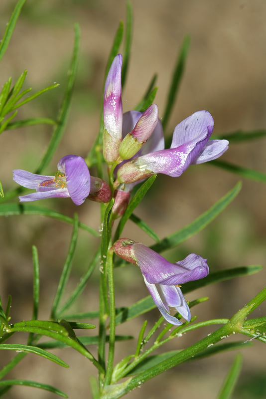 Image of Astragalus arenarius specimen.