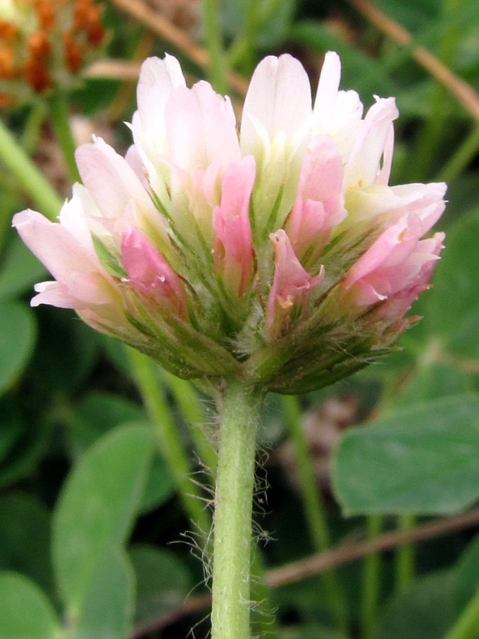 Изображение особи Trifolium bonannii.