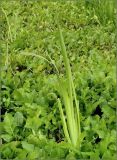 Acorus calamus