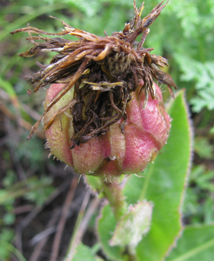 Image of Trommsdorffia ciliata specimen.