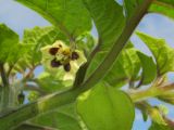 Physalis pubescens. Часть побега с цветком. Татарстан, г. Бавлы, огород. 24.09.2011.