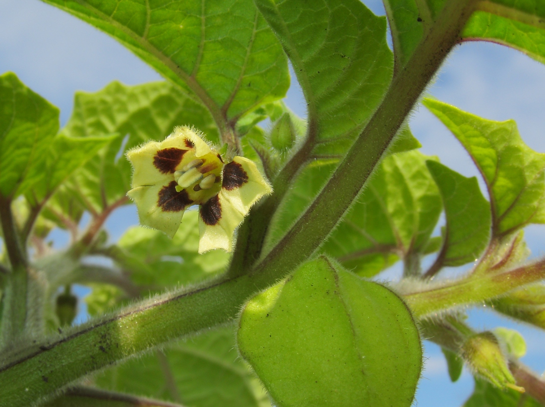 Image of Physalis pubescens specimen.