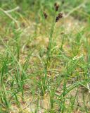 Carex dimorphotheca